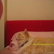 lucky animals rottenonionz