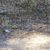 xev bellringer - seducing my brother at c and 2 404p