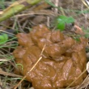 random poo diary c and ing poops hd dirtychanel