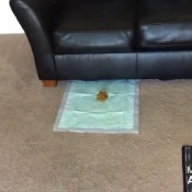 starburst`s shits and pee fun voodoovixen