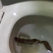 mgf frisky spicy girl shitting -