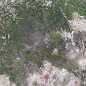 forest public peeing hd hotdirtyivone