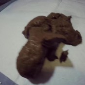 loverachelle2 -hot heavy dumps-