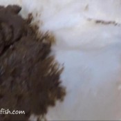 special stinky baby food hd samantha starfish