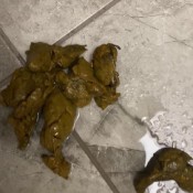 4 public shitting videos brownsensations