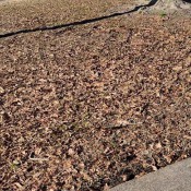 oopsie poopsie hd messylexi