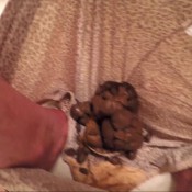 triple cheetah panty poop - curly milf shitting extreme goddess amanda