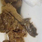 Elurasavage Massive Poops Compilation