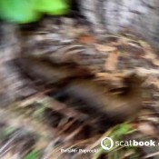 Pulsiferpaprocki Hypertension Poop Pulsifer Paprocki