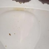 Smutty_luce Enema And Diarrhea Smutty Luce