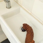 Kittyskatt Huge Sink Log Stinks Up Your Bathroom Kitty Klitt