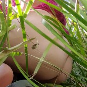 Freyadoesnotexist666 Shitting In Public