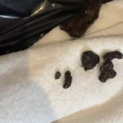 Niquenasty Scat Session