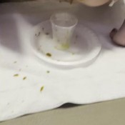 Indica Shooting Diarrhea Into A Cup And Making A Mess Summer Suxxx