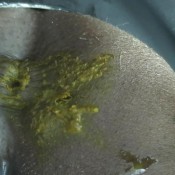 Countess Dionysus Lick My Pussy And Asshole 1 CountessDionysus