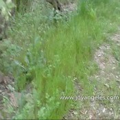 Joy Angeles May2010tanalia3