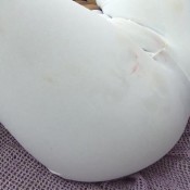 MF-6979 Lesbian Farts In Legging 2 FartingInBrazil