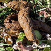 large log outside pulsiferpaprocki