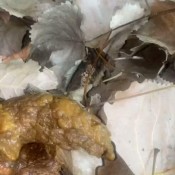 Goddessnixie123 Nothing Compares To Pooping Outside Goddess Nixie