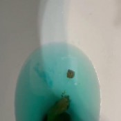 Niquenasty Morning Shit