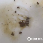 yourfantasy6190 dirty diarrhea in bathtub