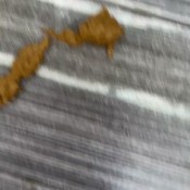 Elle Clark Making Big Shit In The Shower