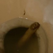 Dulceemarsex My Huge Natural Poop Raw And Real