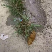 Elle_clark26 Shitting In Front Airport Shitting Elle Clark