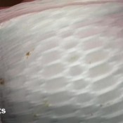 Ruby Farts Compliation Of Efro Scat Toilet Scenes Panty Poop And More Ruby Stone