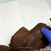 Beefed-up Bm A Meat Lovers Wet Dream Pulsiferpaprocki Pulsifer Paprocki