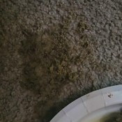 Urprincessluna Announcement PrincessBabyLuna