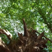 Naturalscatgirls Clip738