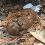 Naturalscatgirls Outdoor Pooping