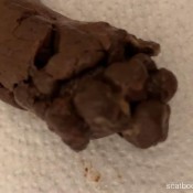 Tinaamazon Another Morning Log Tina Amazon