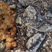 Kittyskatt Huge Public Shit At Festival With Dissection Kitty Klitt