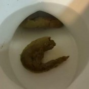 Delladirtysmith Other Day Pooping On The Toilet Della Smith