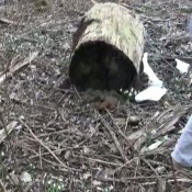 Naturalscatgirls Clip761