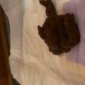 Messygirl My Beautiful Ass Giving The Perfect Poop