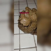 Mzjigglygoddess New Video Poop Gassyjiggly